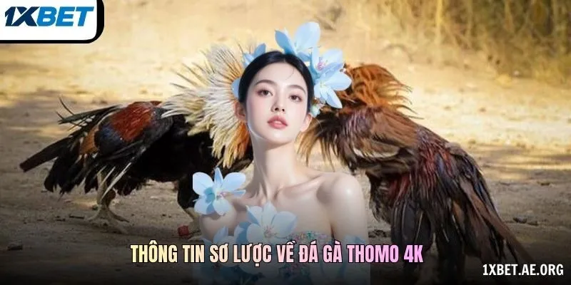Thông tin sơ lược về đá gà Thomo 4K