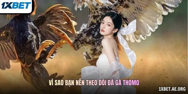 Vì sao bạn nên theo dõi Đá gà Thomo