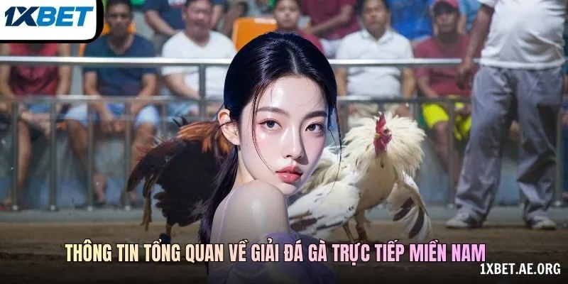 Thông tin tổng quan về giải Đá gà trực tiếp miền Nam