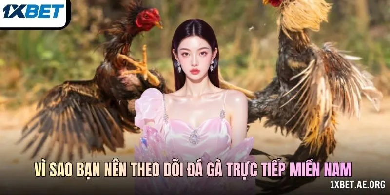 Vì sao bạn nên theo dõi Đá gà trực tiếp miền Nam